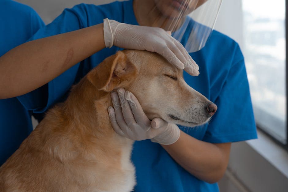 veterinarian clinic examination